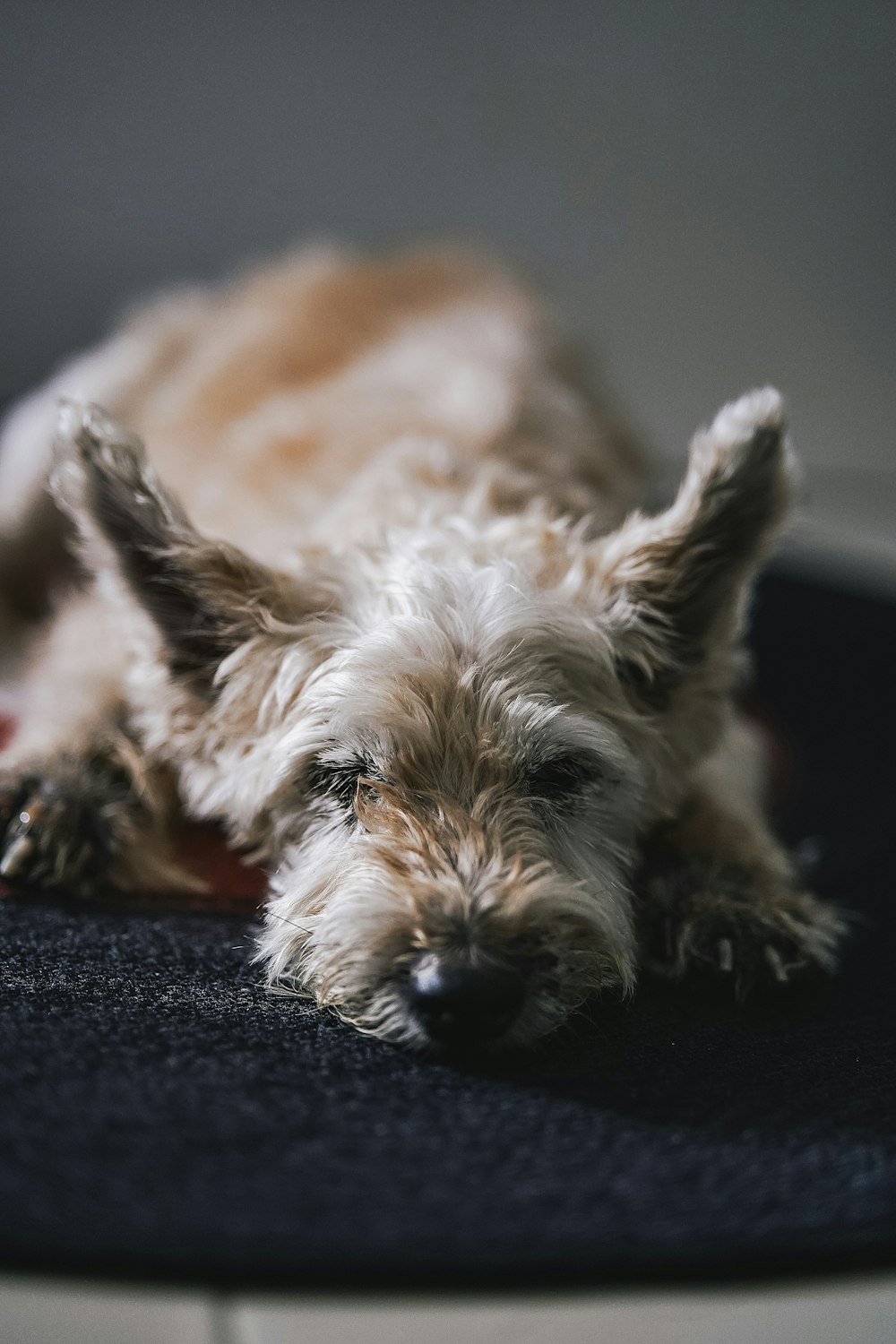 brown and black long coated small dog lying on black textile