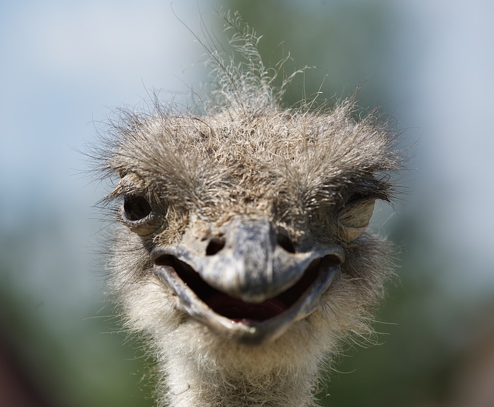cabeça de avestruz marrom em fotografia de perto
