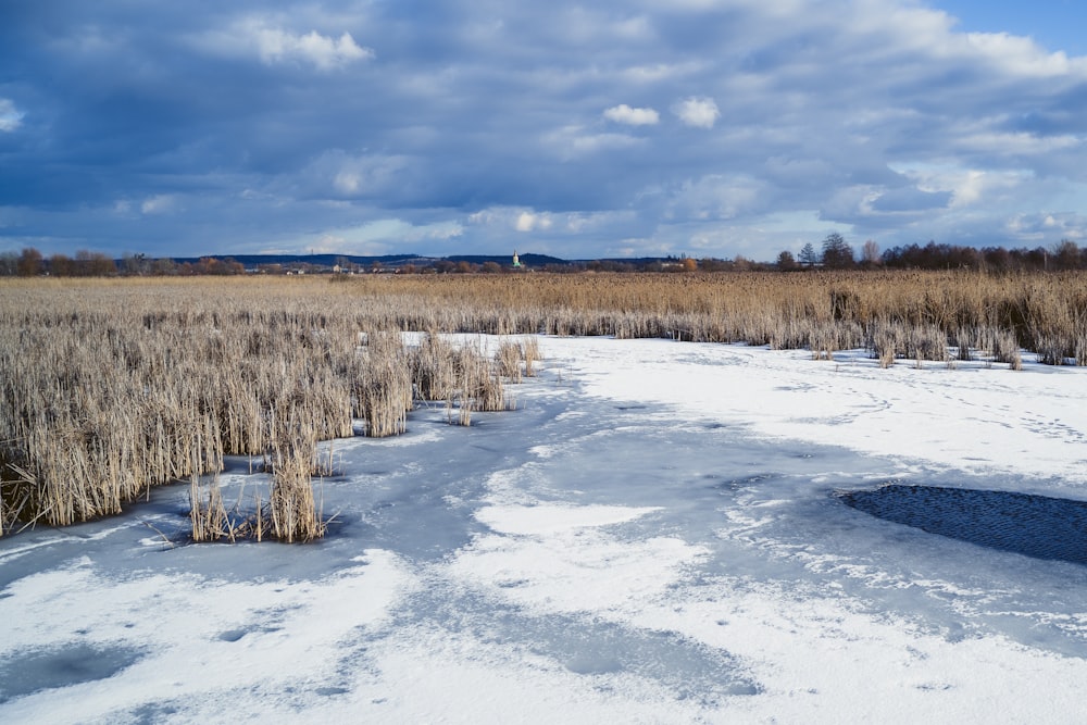 brown grass field under white clouds and blue sky during daytime