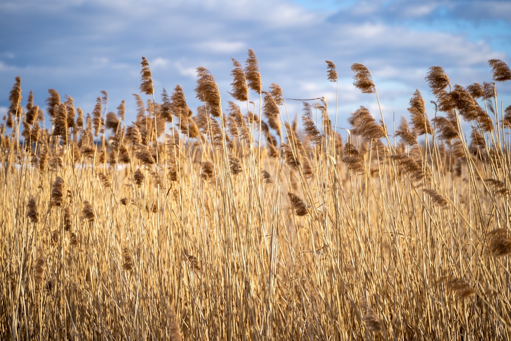 brown wheat field under blue sky during daytime