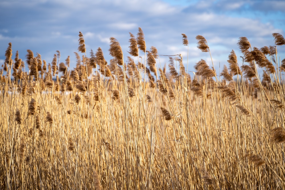 campo de trigo marrom sob o céu azul durante o dia