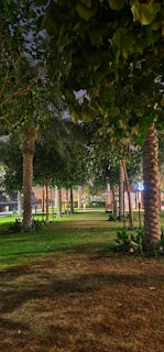 A pathway lined with palm trees stretches under a canopy of lush green leaves, illuminated by gentle lighting at night. The grass is well-maintained, creating a serene and inviting environment.