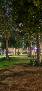 A pathway lined with palm trees stretches under a canopy of lush green leaves, illuminated by gentle lighting at night. The grass is well-maintained, creating a serene and inviting environment.