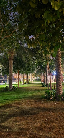 An elegant pathway lined with native shrubs and soft lighting for evening ambiance.