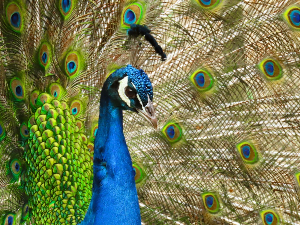 blue green and brown peacock