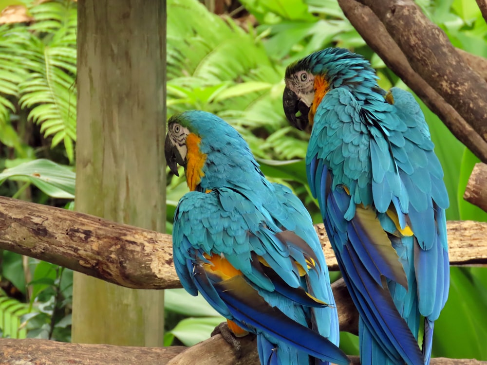 blue and yellow macaw on brown tree branch