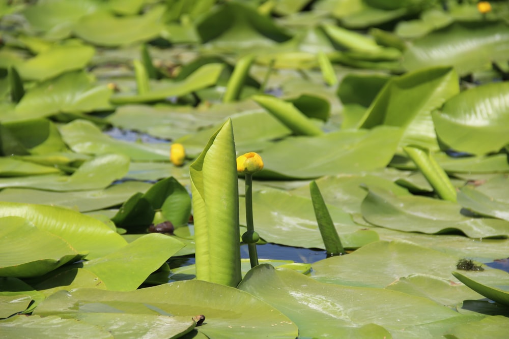 green plant on water during daytime