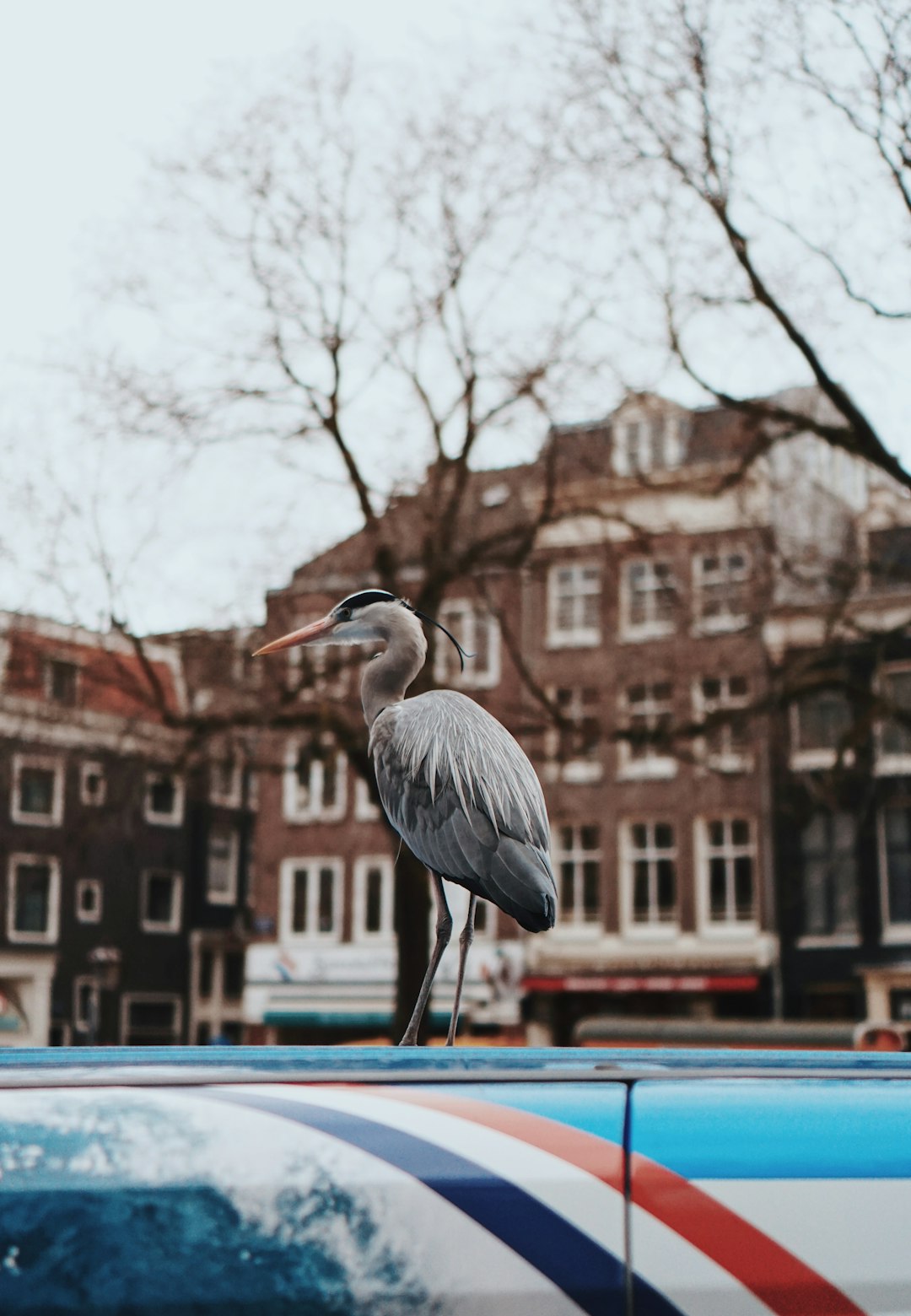 grey stork perched on blue metal railings near brown concrete building during daytime