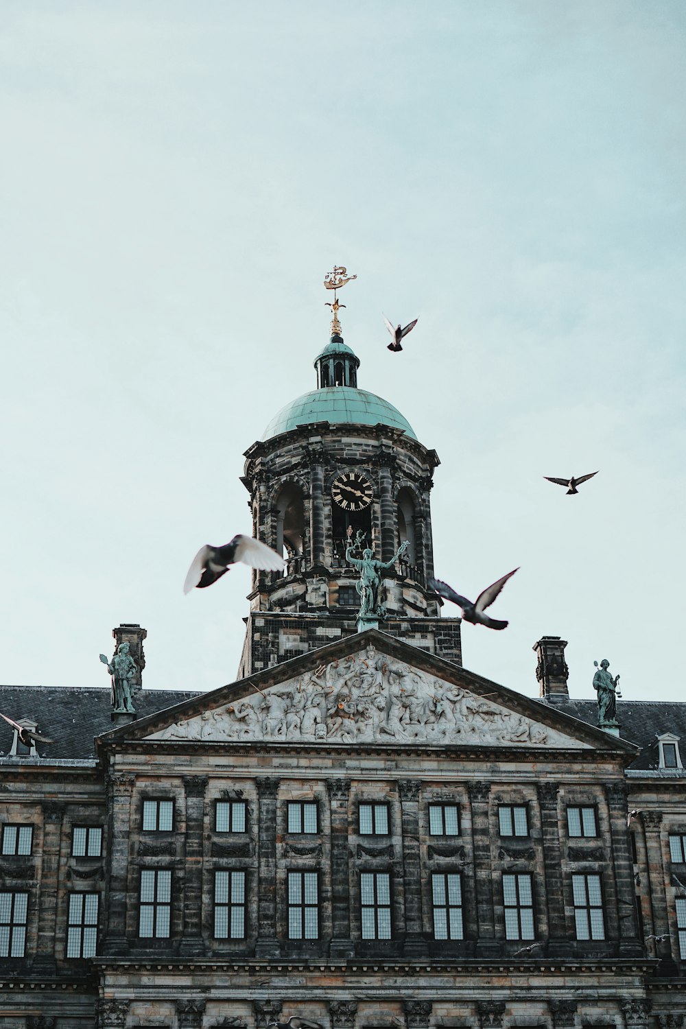 bandada de pájaros volando sobre el edificio