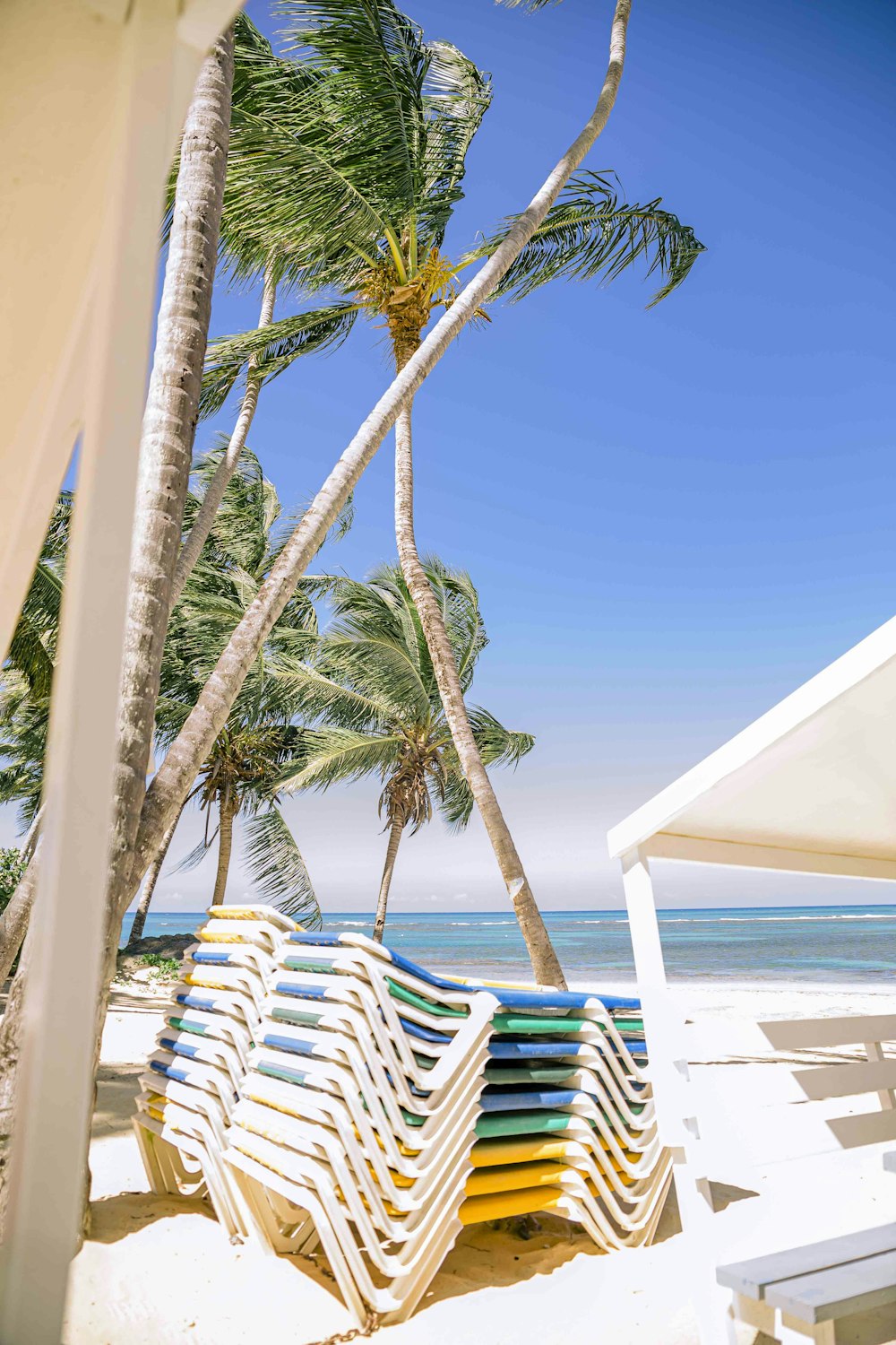 palm tree near white wooden lounge chairs