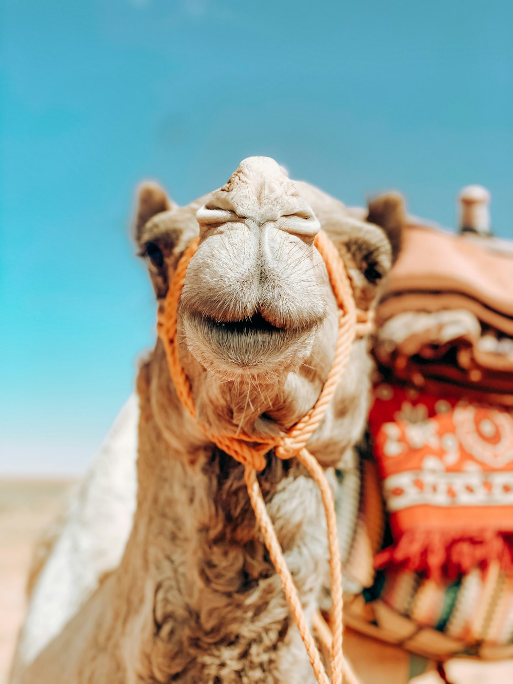 brown camel under blue sky during daytime