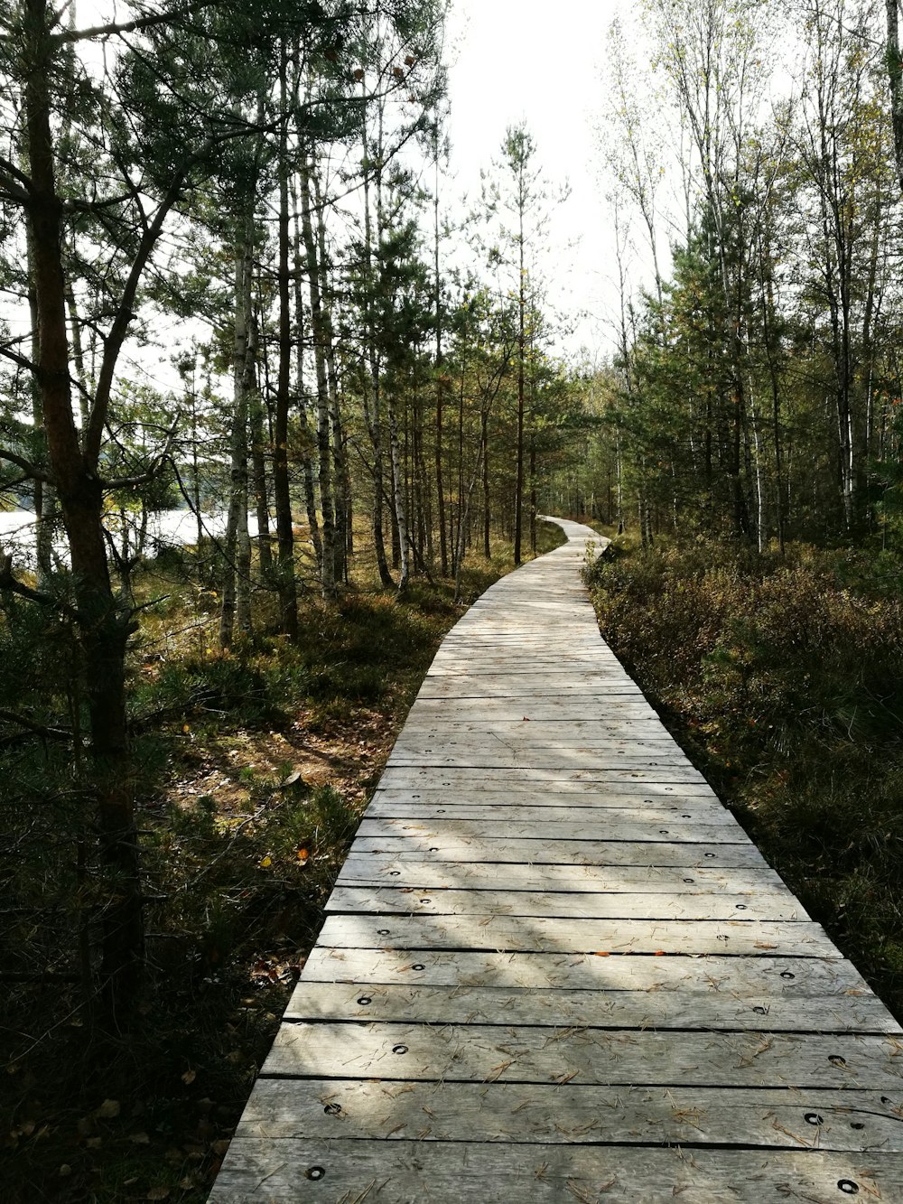 Camino de madera marrón en el bosque