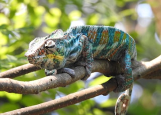 green chameleon on brown tree branch during daytime