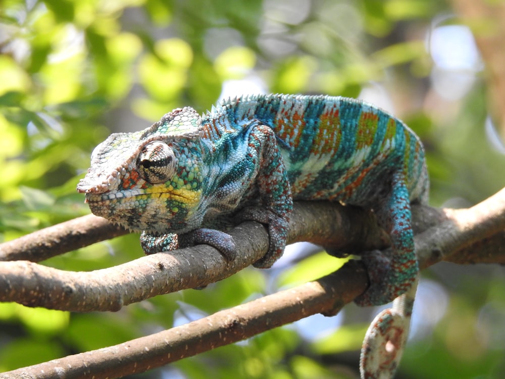 green chameleon on brown tree branch during daytime