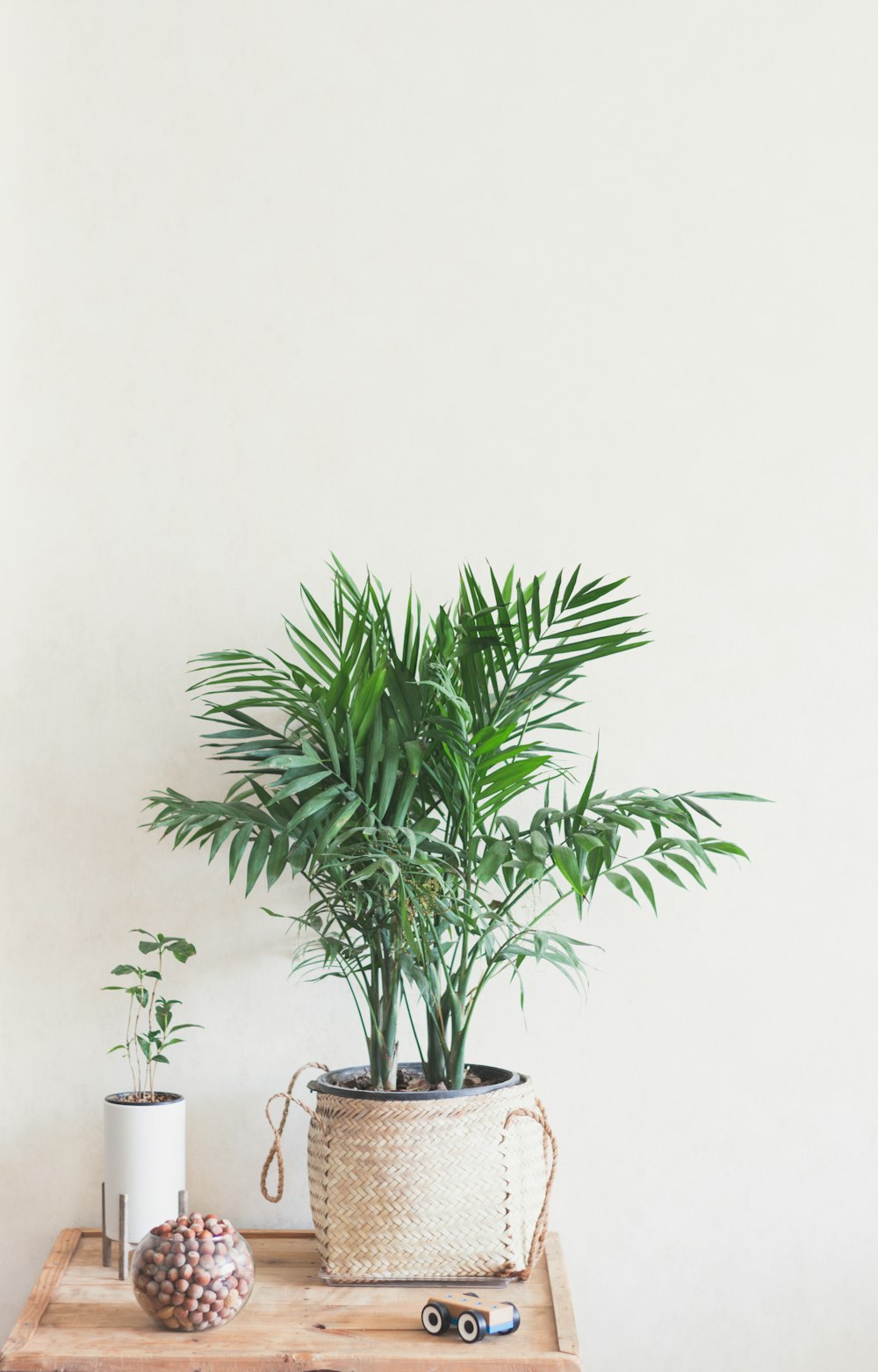 planta verde na mesa de madeira marrom