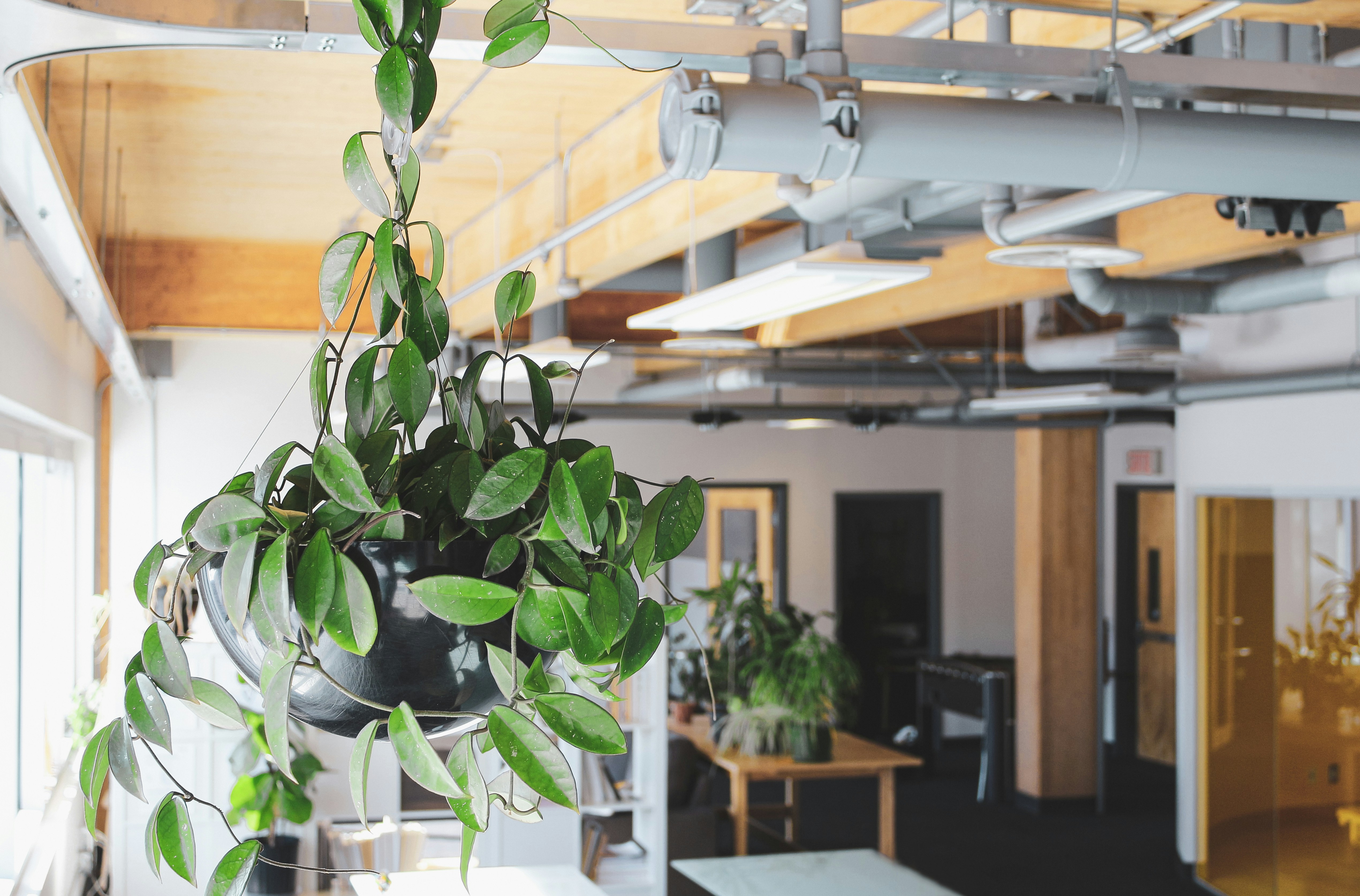 Green plant care setup