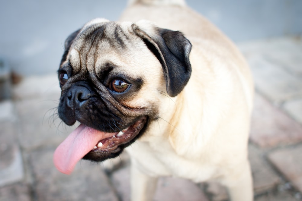 fawn pug on grey concrete floor