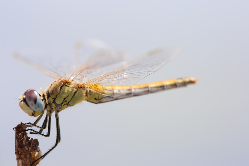 brown and black dragonfly on white surface