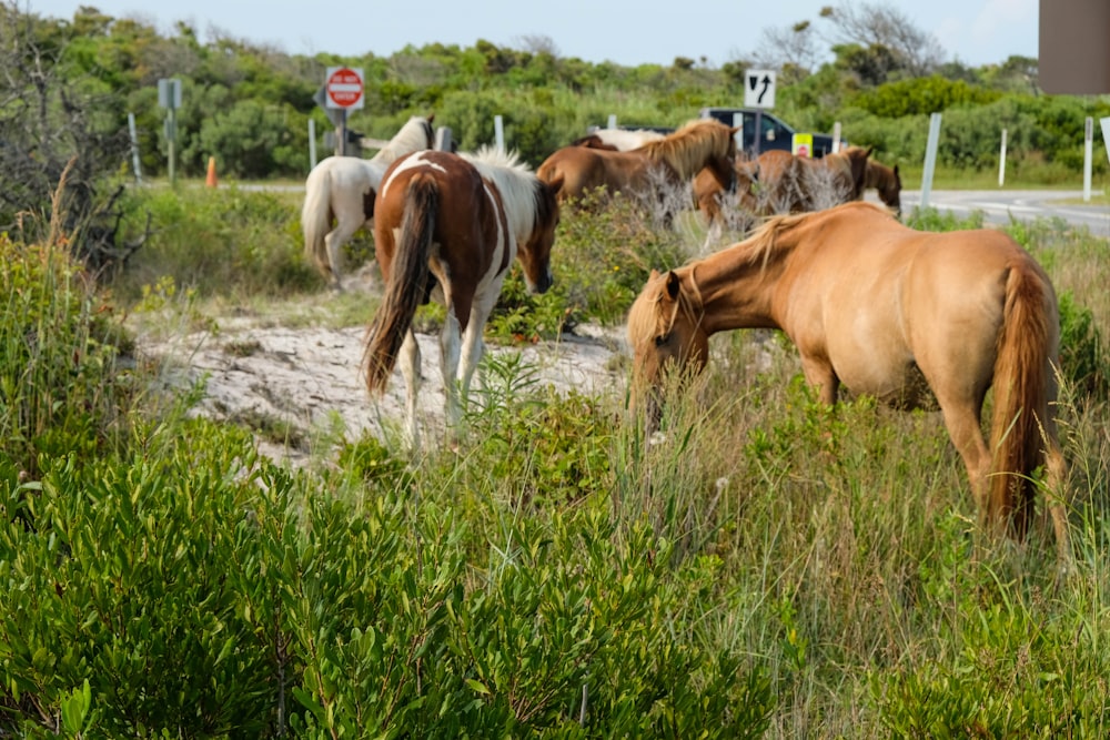 brown and white horses on green grass field during daytime