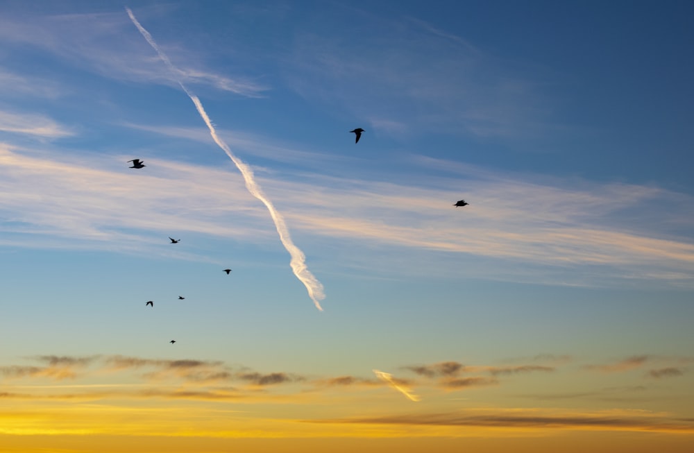 pájaros volando bajo el cielo azul durante el día