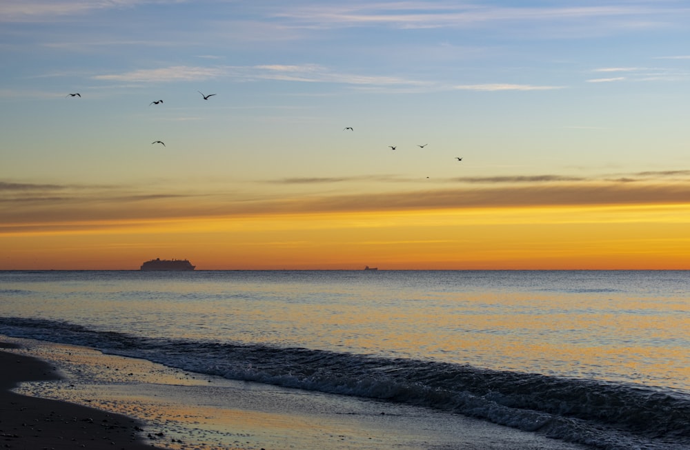 Vögel, die während des Sonnenuntergangs über das Meer fliegen