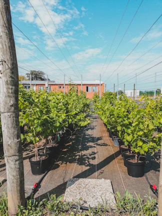 Farm workers tending to plants under a bright blue sky.