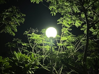 A bright streetlamp illuminates surrounding green foliage against a dark night sky. The light casts a soft glow on the leaves, highlighting their textures and creating a contrast with the shadows.