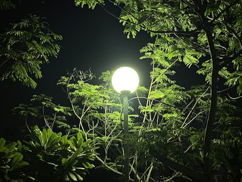 A bright streetlamp illuminates surrounding green foliage against a dark night sky. The light casts a soft glow on the leaves, highlighting their textures and creating a contrast with the shadows.