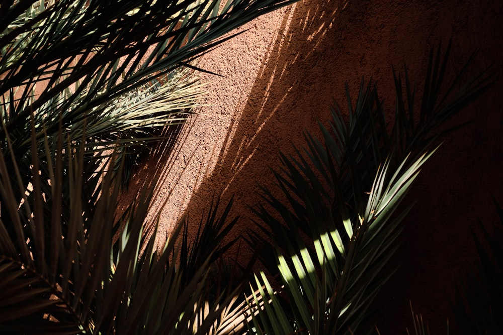 uma palmeira projeta uma sombra em uma parede