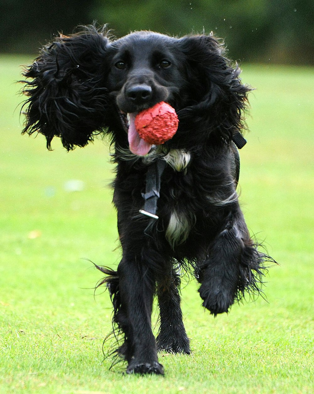 黒のロングコートの大型犬が昼間の緑の芝生の野原に赤いバラを噛む