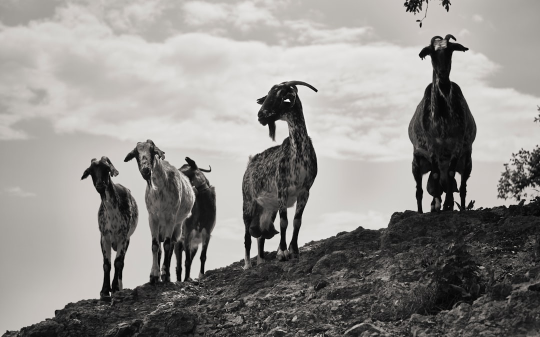 grayscale photo of herd of goats on rocky hill