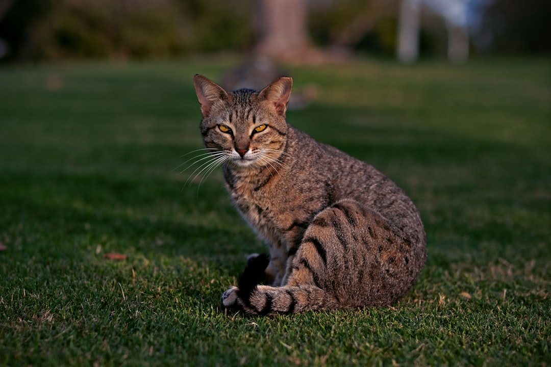 brown tabby cat walking on green grass during daytime