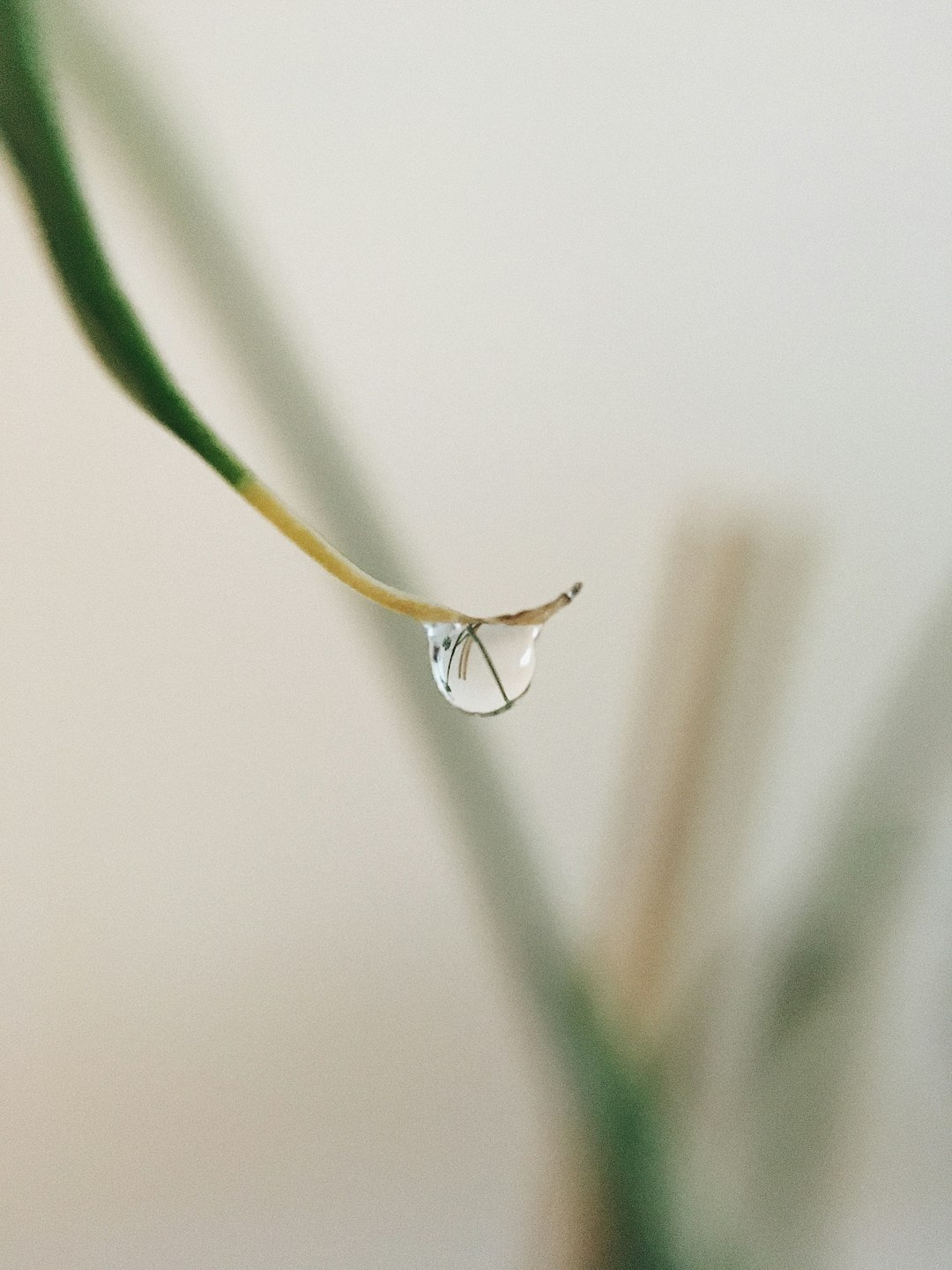 water droplet on green plant