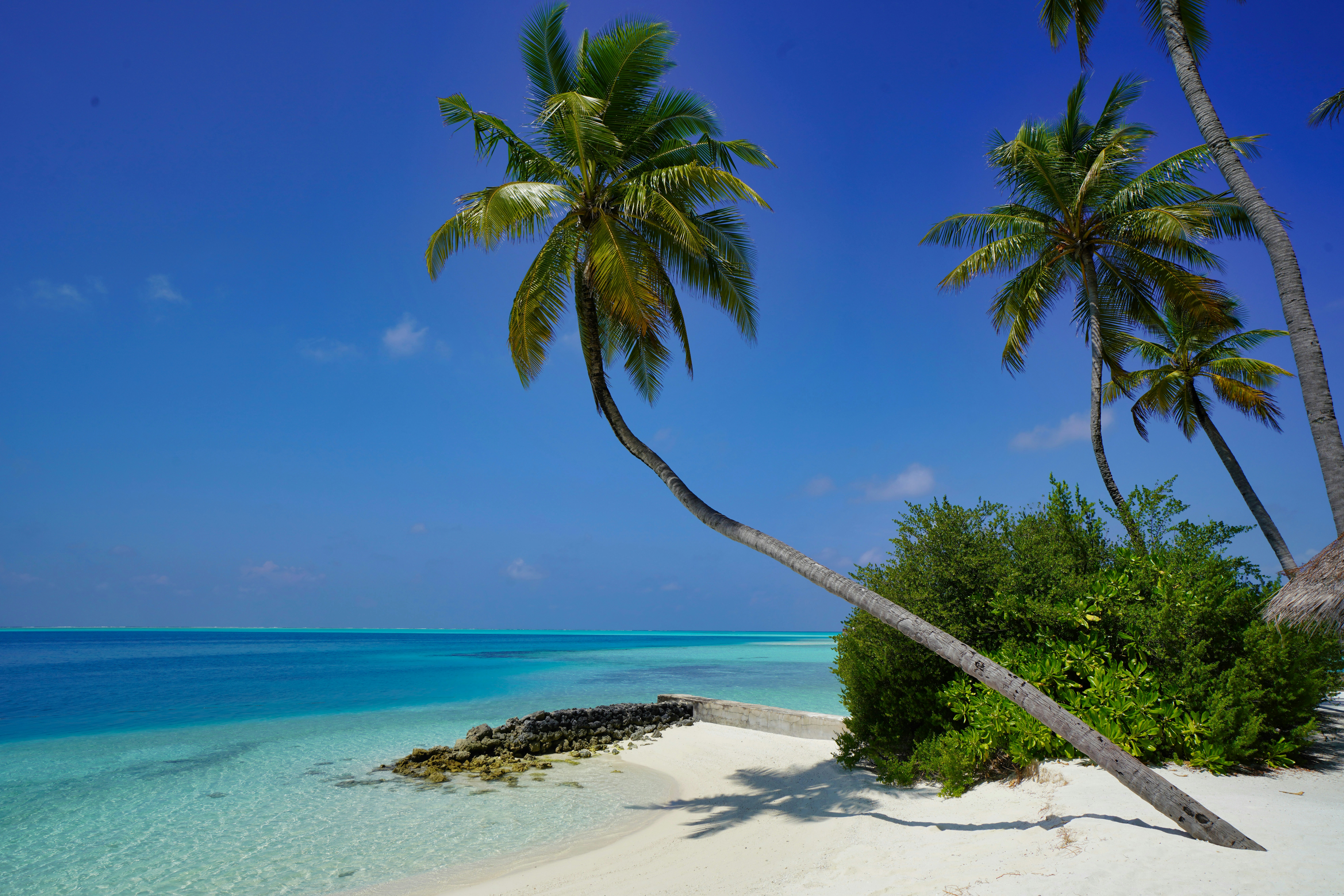 green palm tree on white sand beach during daytime, Very relaxing ocean background in Alif Alif Atoll, Maldives.