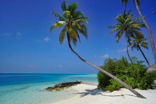 green palm tree on white sand beach during daytime in Alif Alif Atoll Maldives