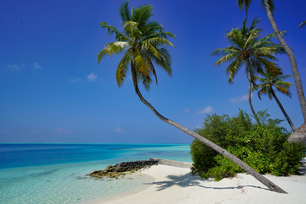 green palm tree on white sand beach during daytime