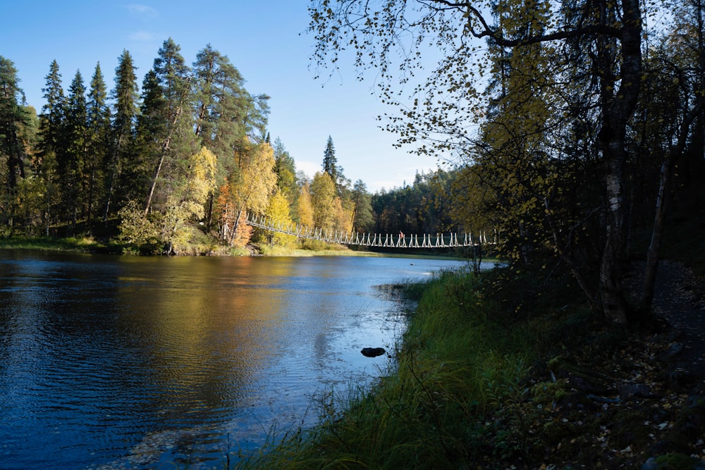 river between trees during daytime