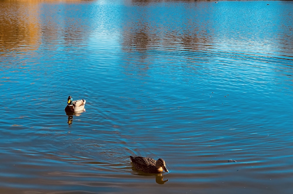 two white and black duck on water during daytime