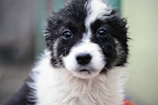 A close-up of a fluffy shih tzu puppy with a bright background of training supplies