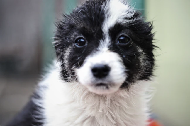 A close-up of a fluffy shih tzu puppy with a bright background of training supplies