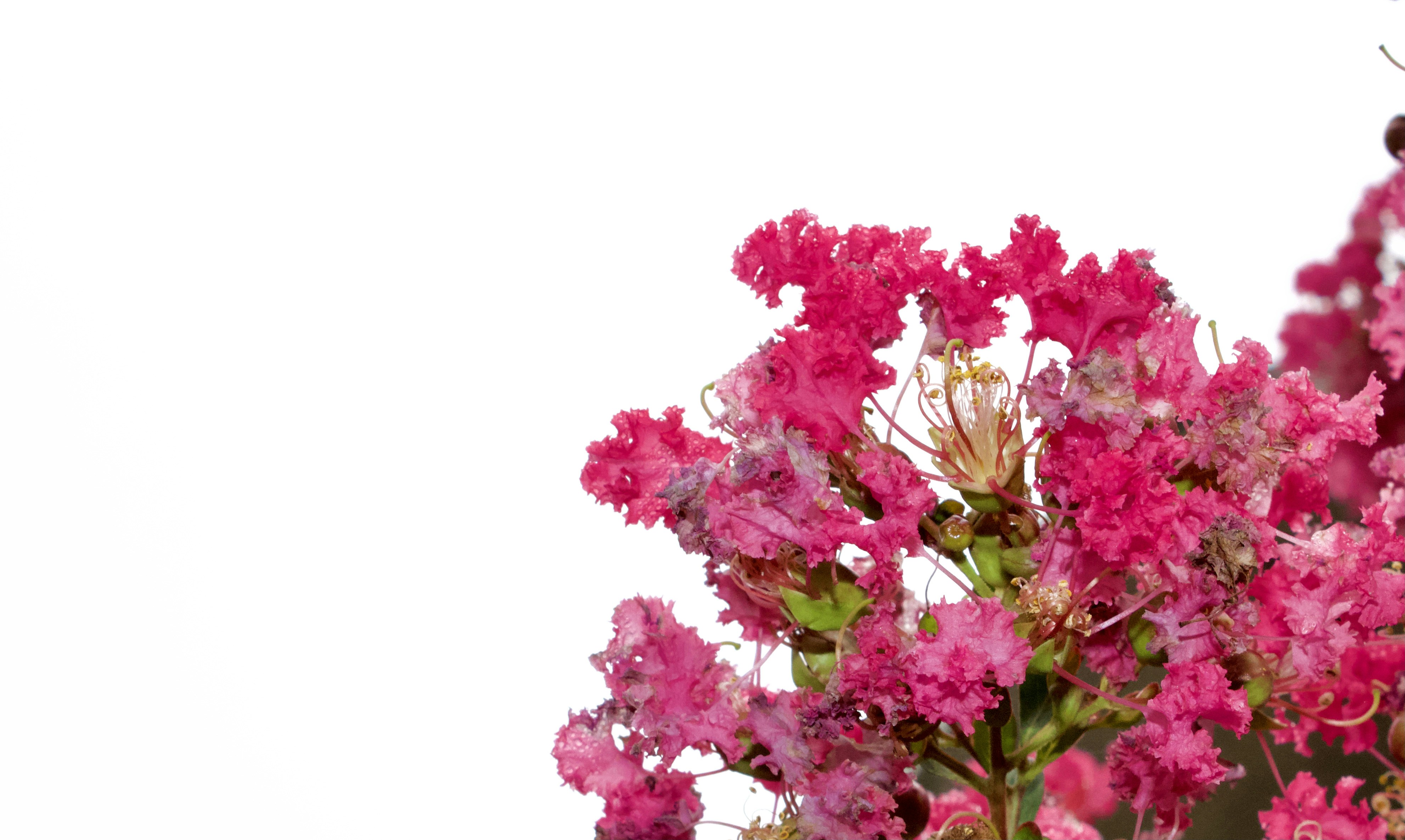 pink and yellow flowers with white background