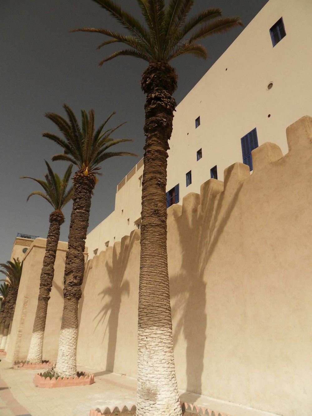 green palm tree beside white concrete building