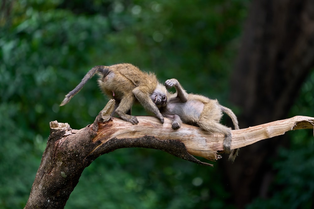 singes bruns sur une branche d’arbre brune pendant la journée