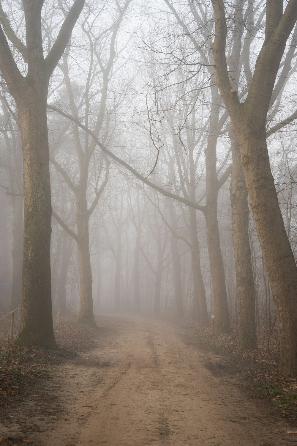 brown trees on brown soil