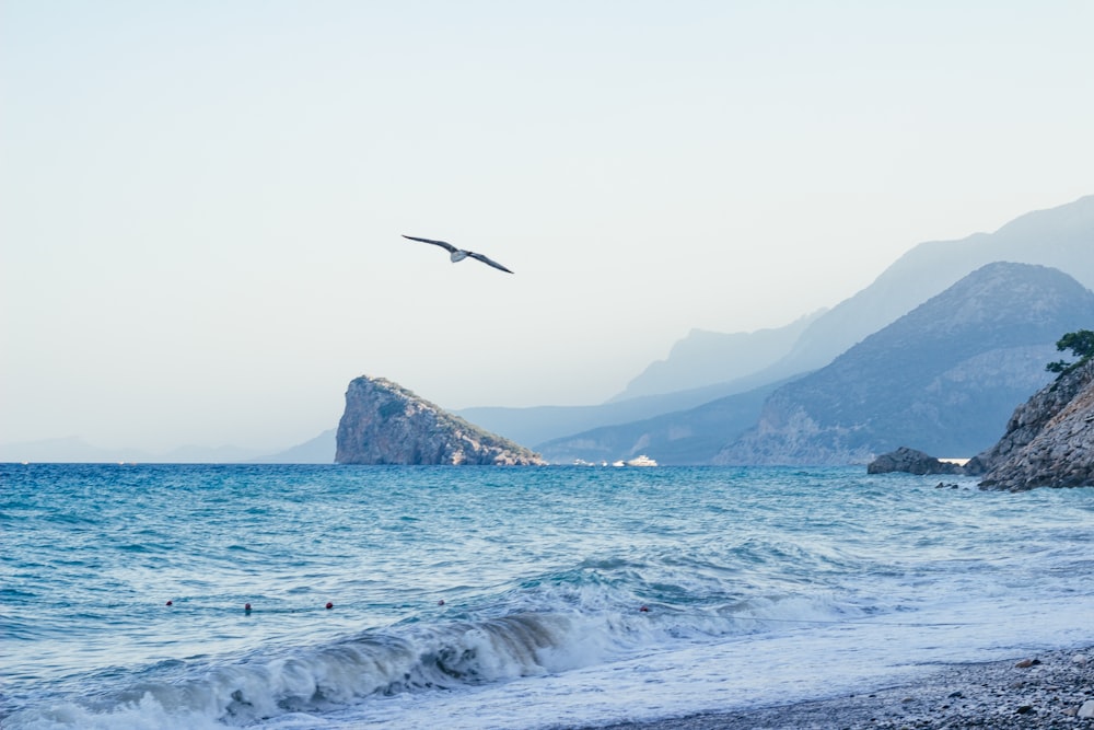 bird flying over the sea near mountain during daytime