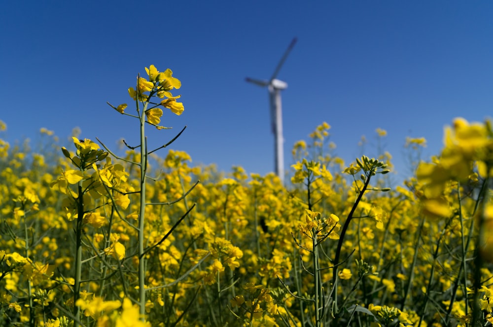 yellow flower field under blue sky during daytime