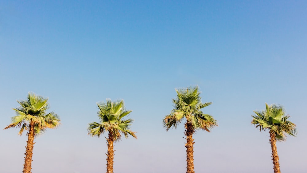 green palm tree under blue sky during daytime