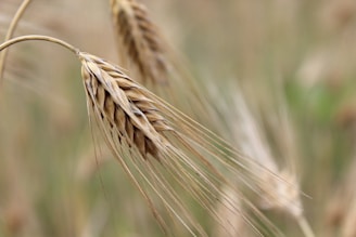 A close-up view of a wheat stalk with its intricate, detailed grains and fine bristled awns. The background is softly blurred, highlighting the texture and color variations of the wheat.