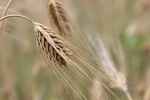 A close-up view of a wheat stalk with its intricate, detailed grains and fine bristled awns. The background is softly blurred, highlighting the texture and color variations of the wheat.
