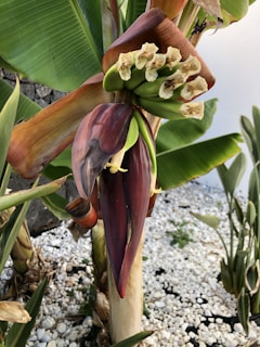 A banana plant with a large purple-red flower and unripe green bananas growing from it. The plant is surrounded by broad green leaves and set against a background of white pebbles and a stone wall.
